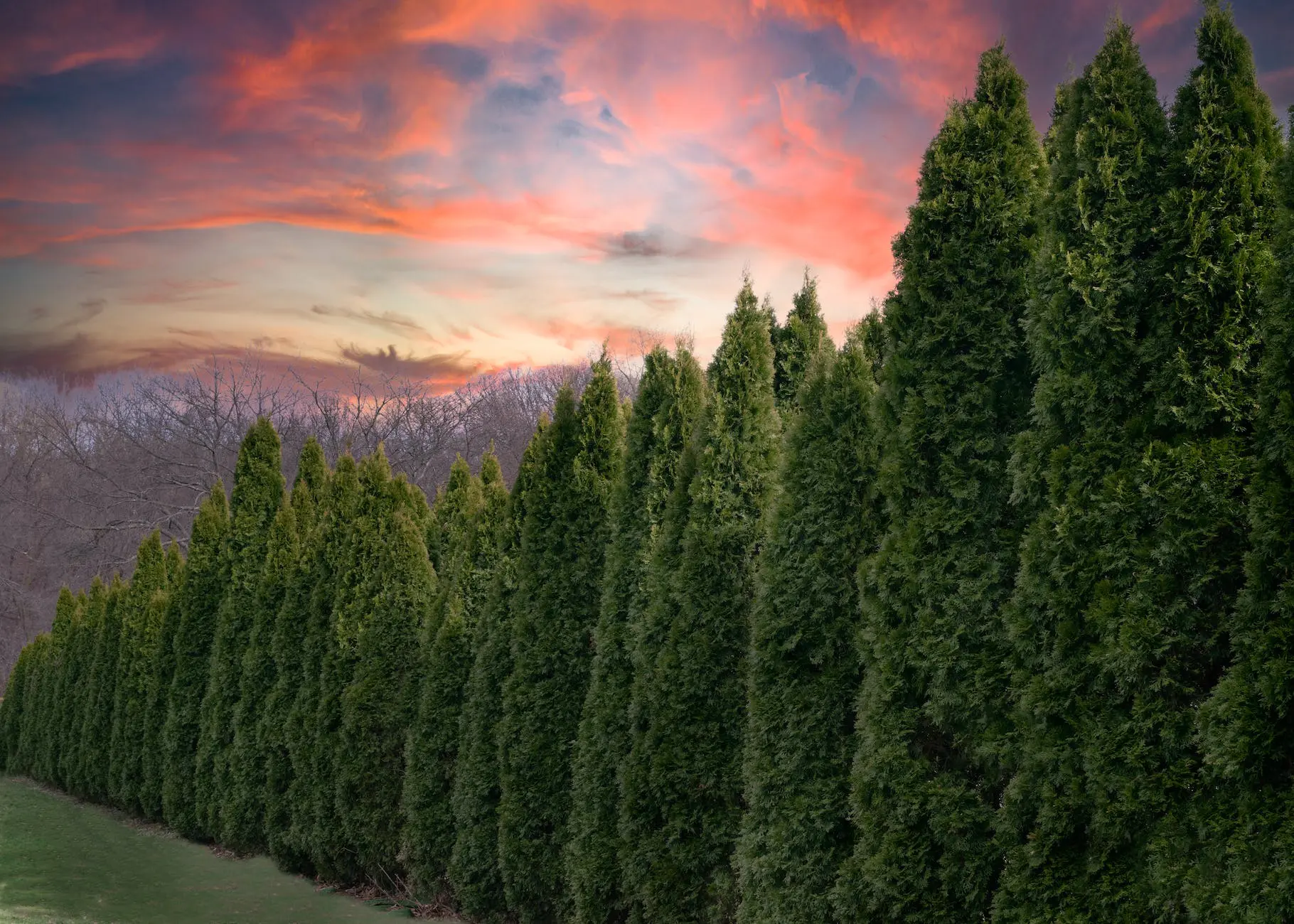 green cypress trees under sunset sky